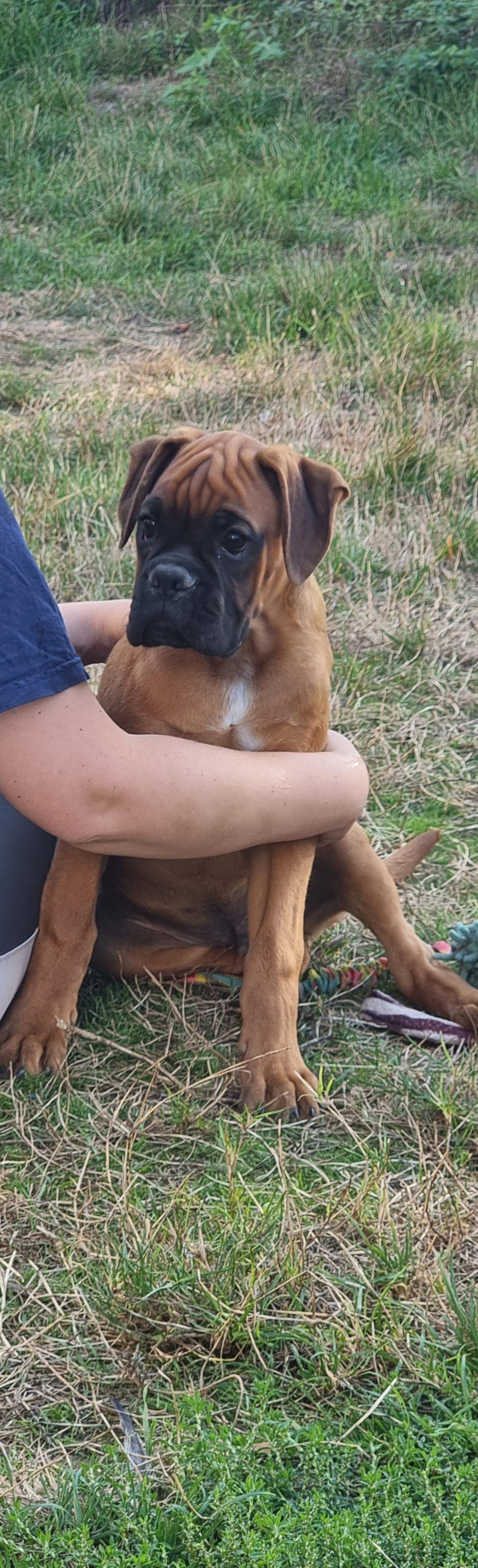 Chiot mâle boxer lof