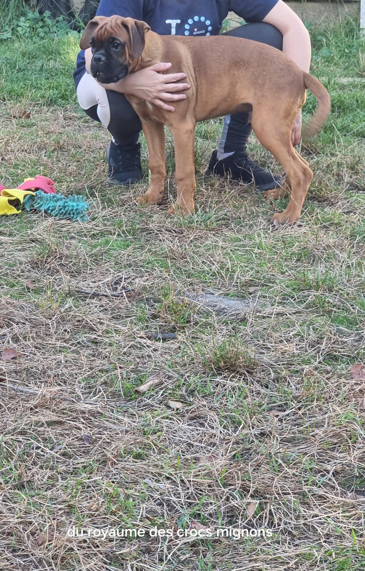 Chiot mâle boxer lof