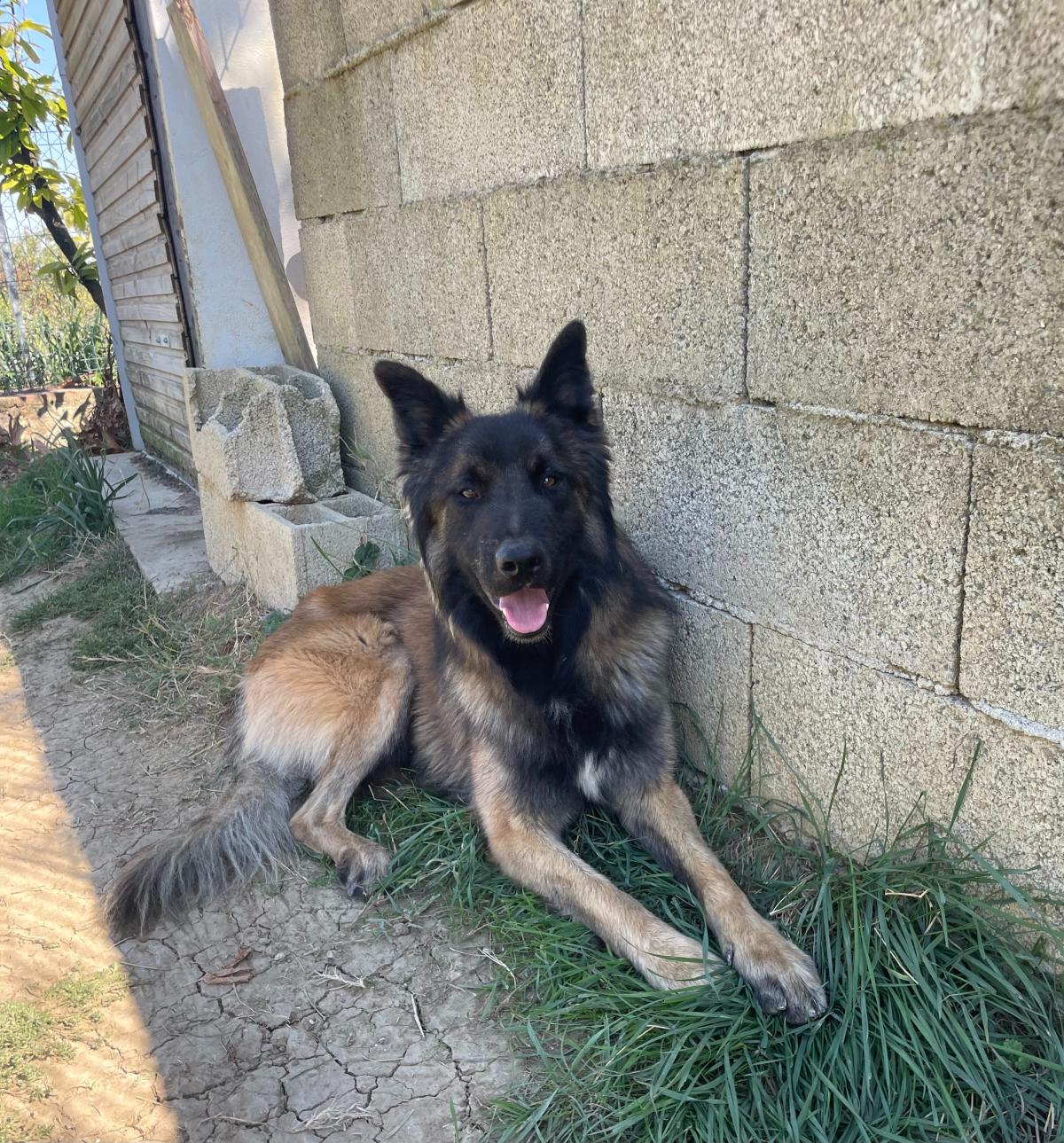 Vacarm De la Forêt Noir et Feu