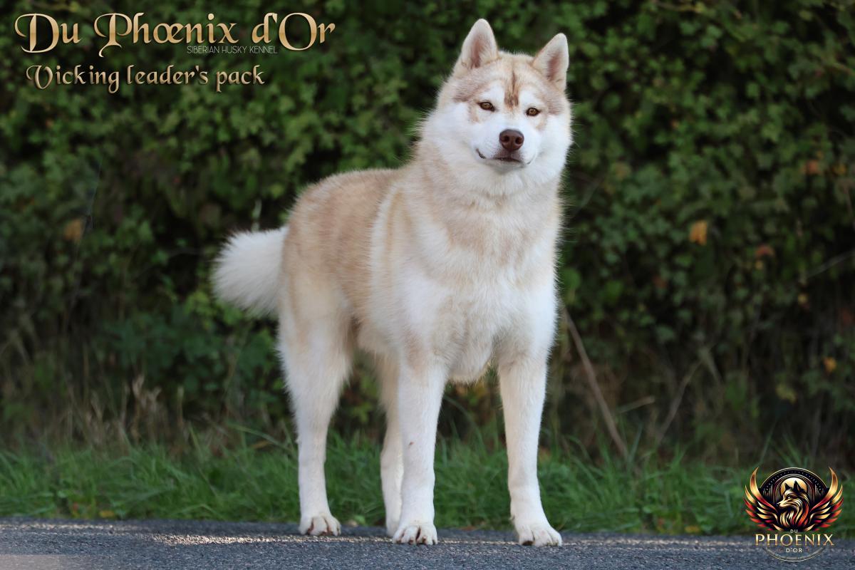 VIKING mâle husky lof cuivre
