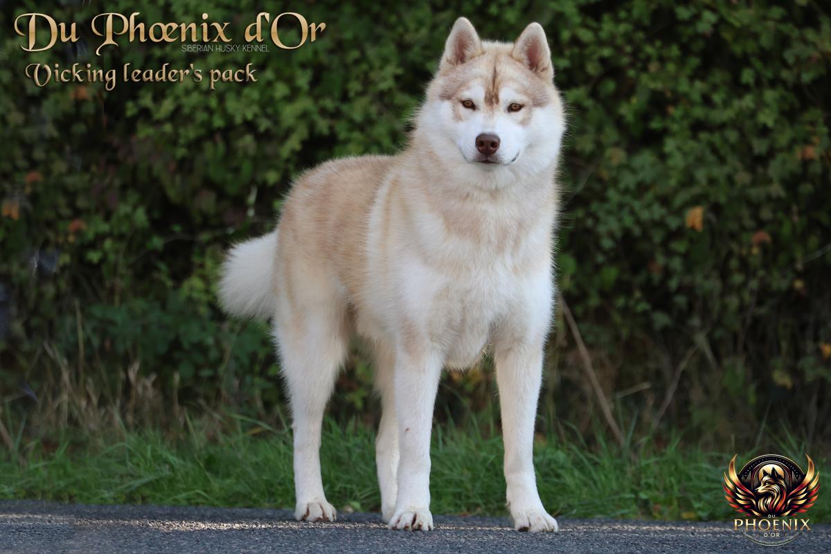 VIKING mâle husky lof cuivre