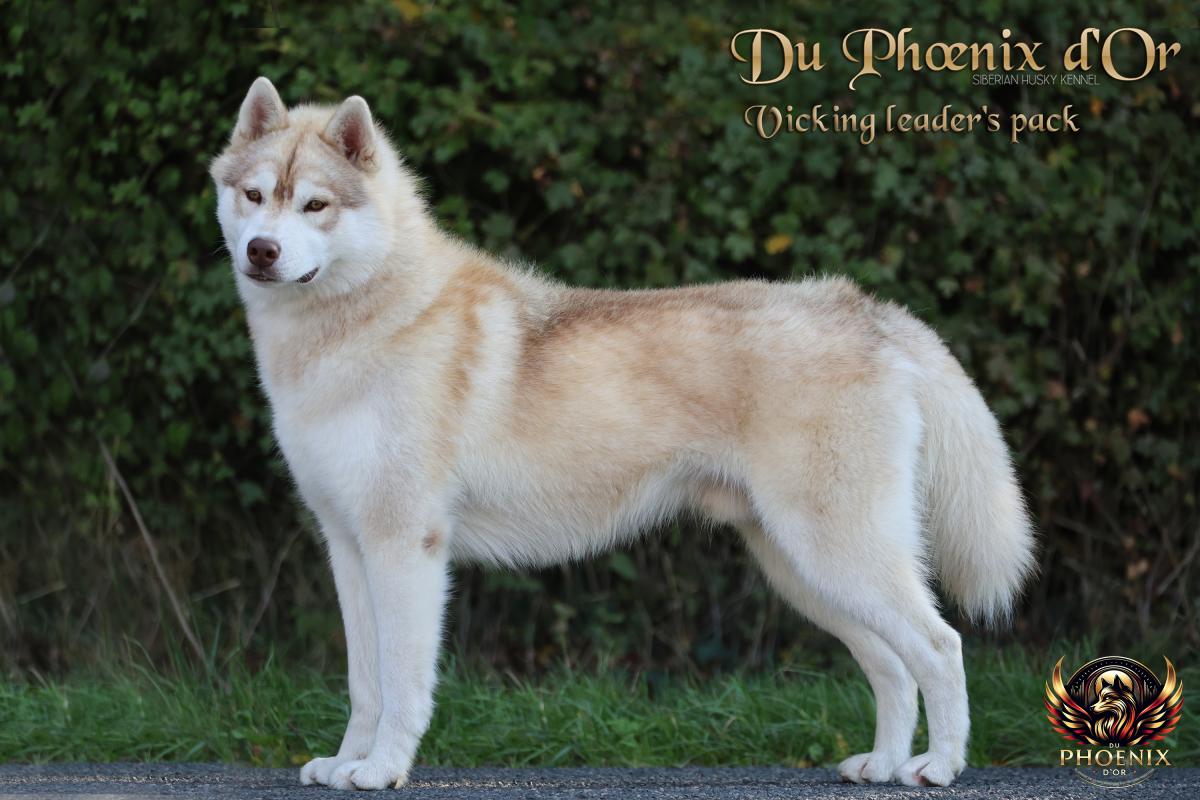 VIKING mâle husky lof cuivre