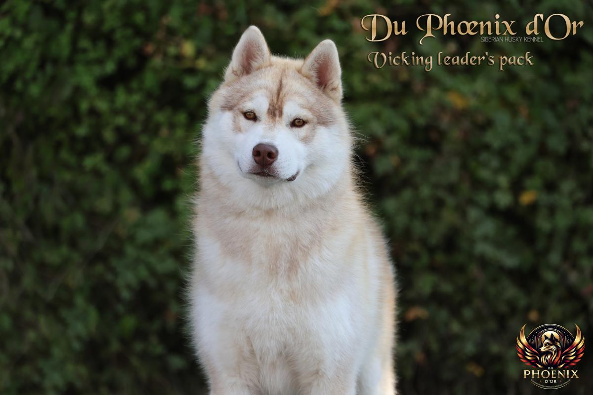 VIKING mâle husky lof cuivre