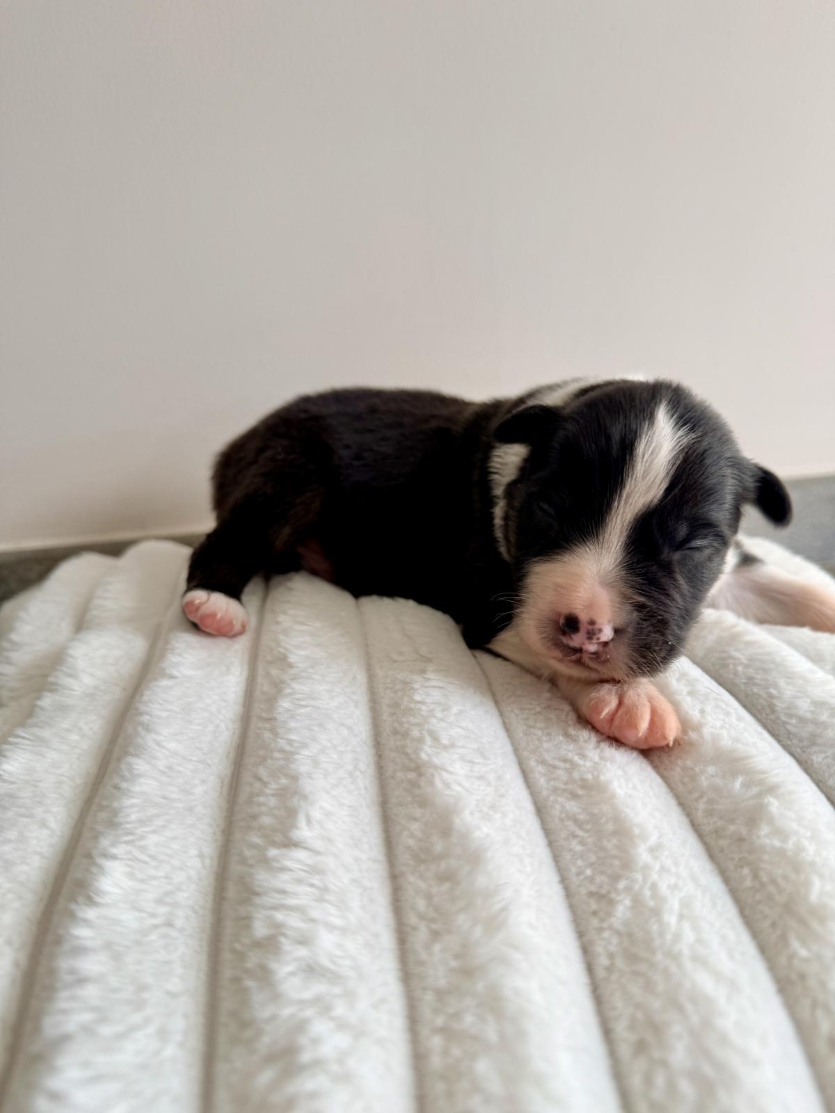 Apollon, Chiot Berger Australien LOF