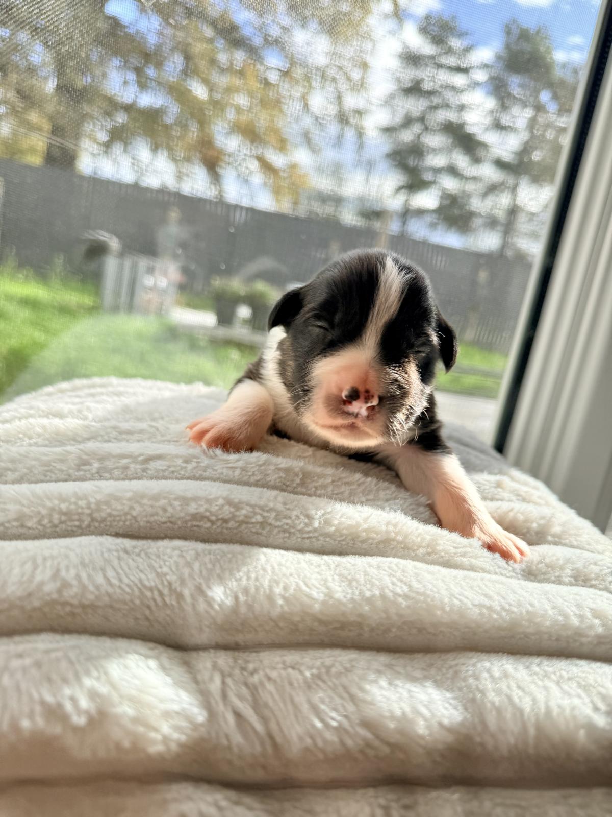 Apollon, Chiot Berger Australien LOF