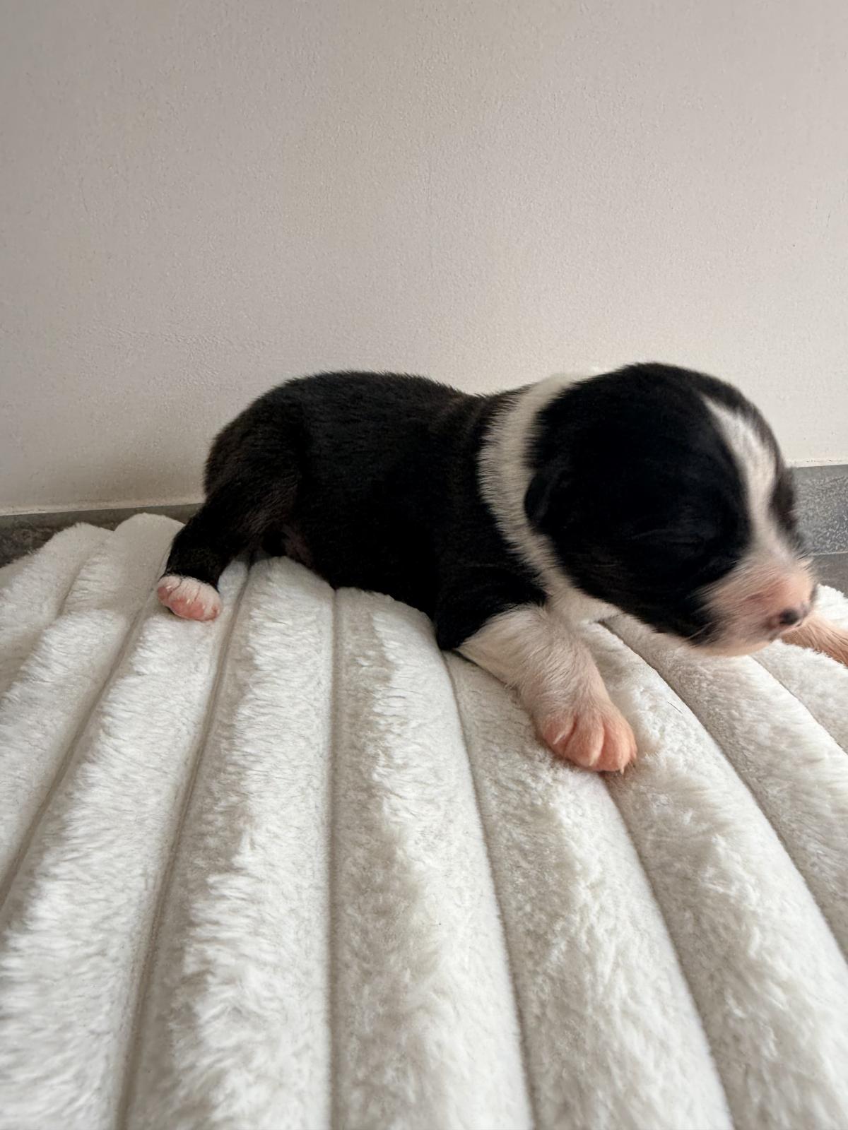 Apollon, Chiot Berger Australien LOF