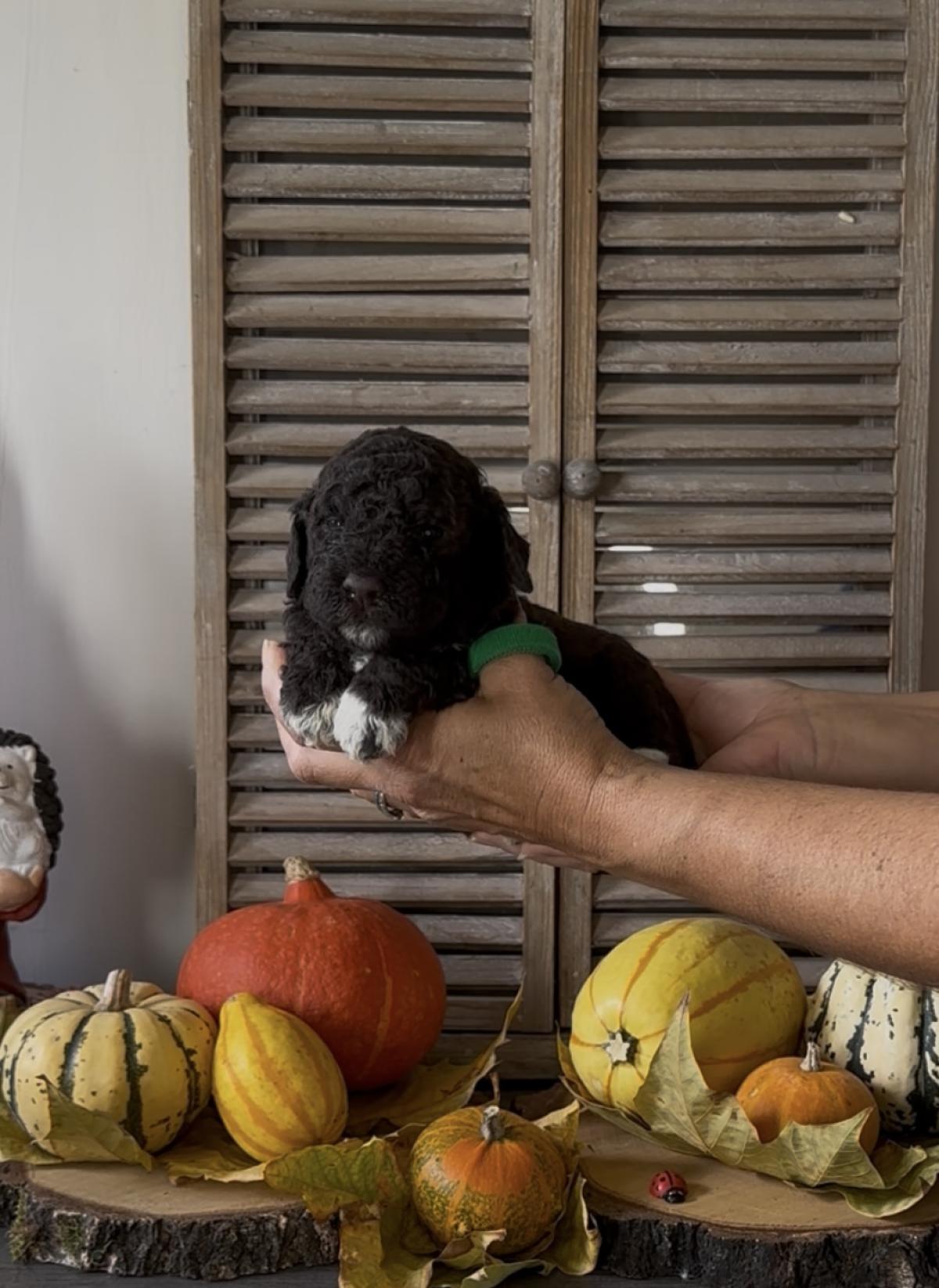 Aron [réservé] chiot Lagotto Romagnolo