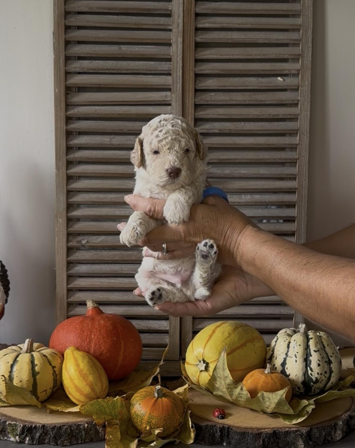 Amo [réservé] chiot Lagotto Romagnolo