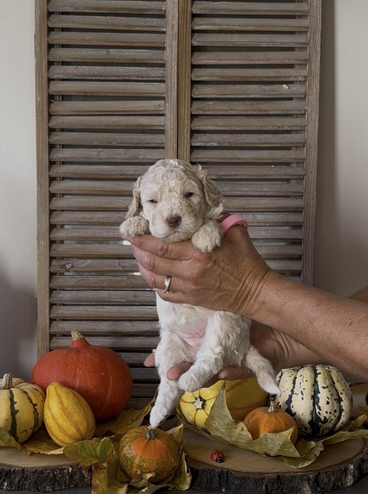 Anka [disponible] chiot Lagotto Romagnolo