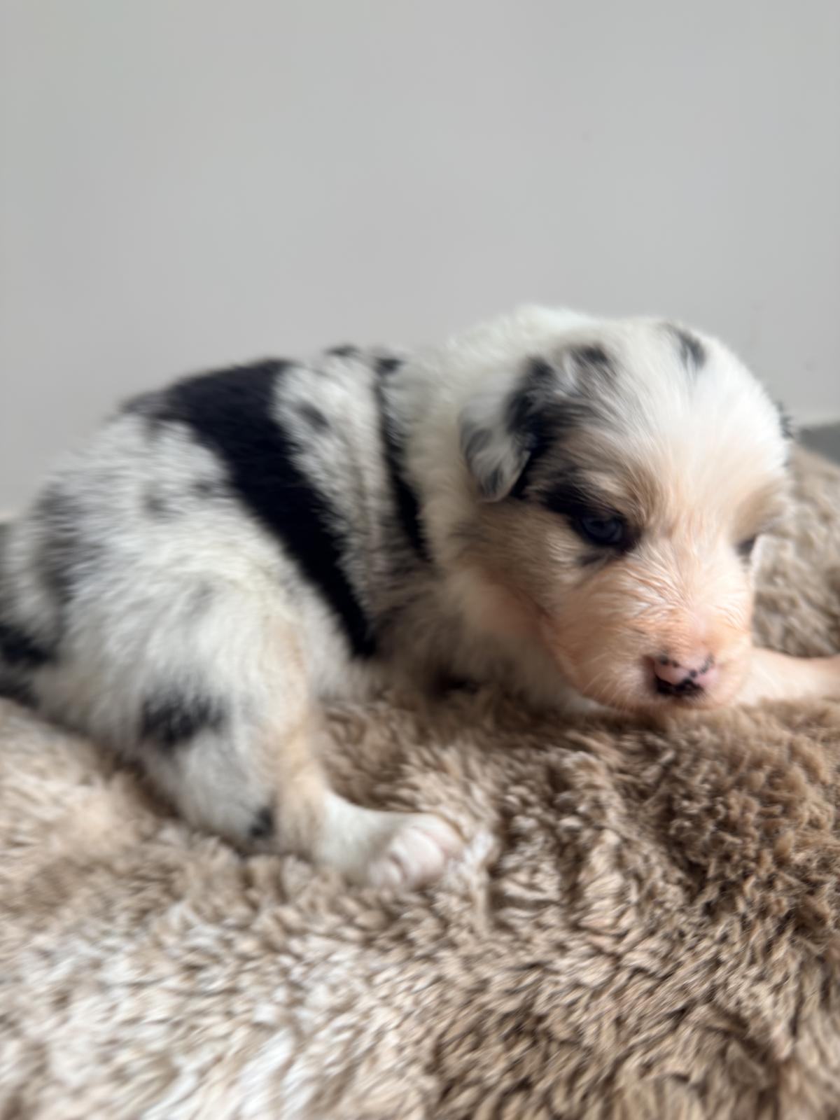 Aphrodite, Chiot Berger Australien LOF