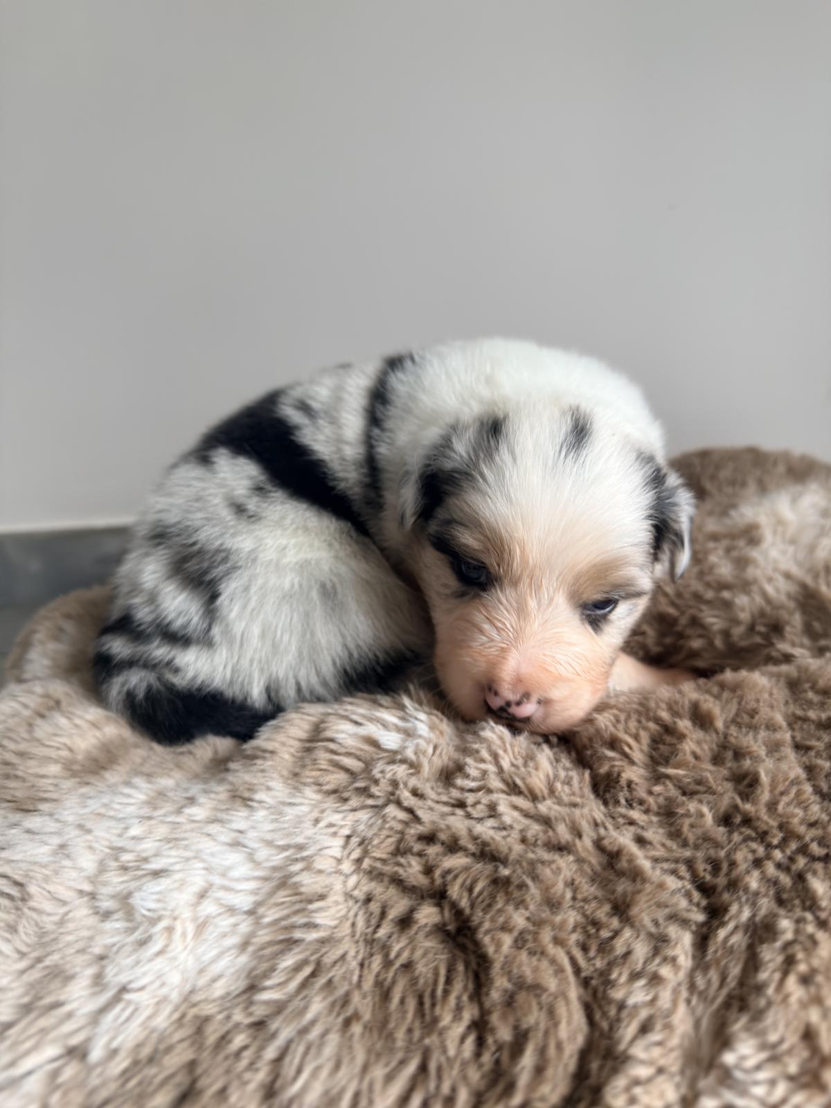 Aphrodite, Chiot Berger Australien LOF