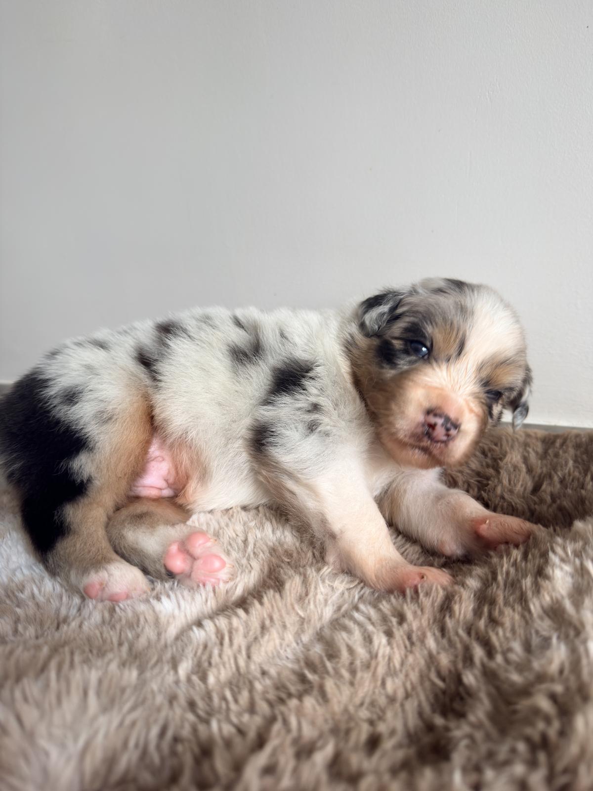 Ares, Chiot Berger Australien LOF