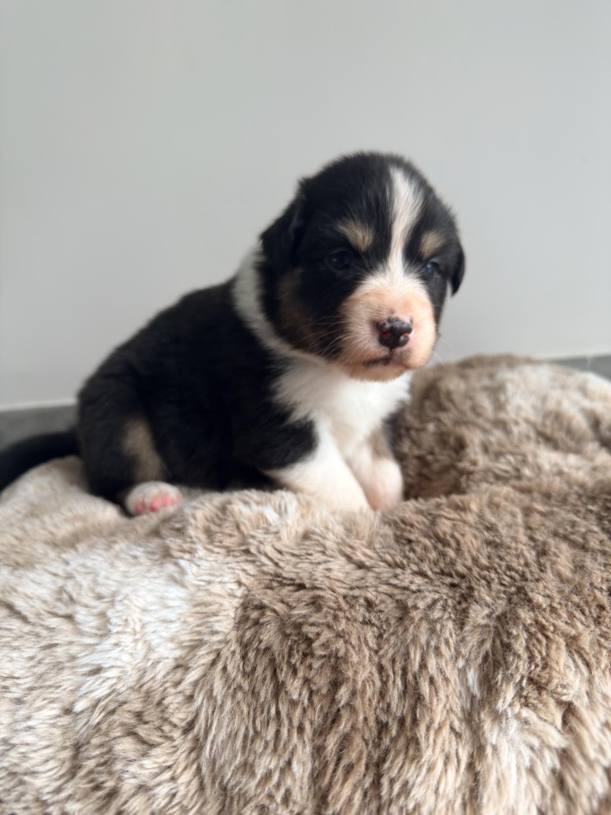 Athena, Chiot Berger Australien LOF