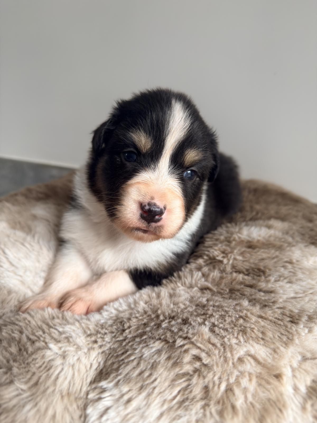 Athena, Chiot Berger Australien LOF