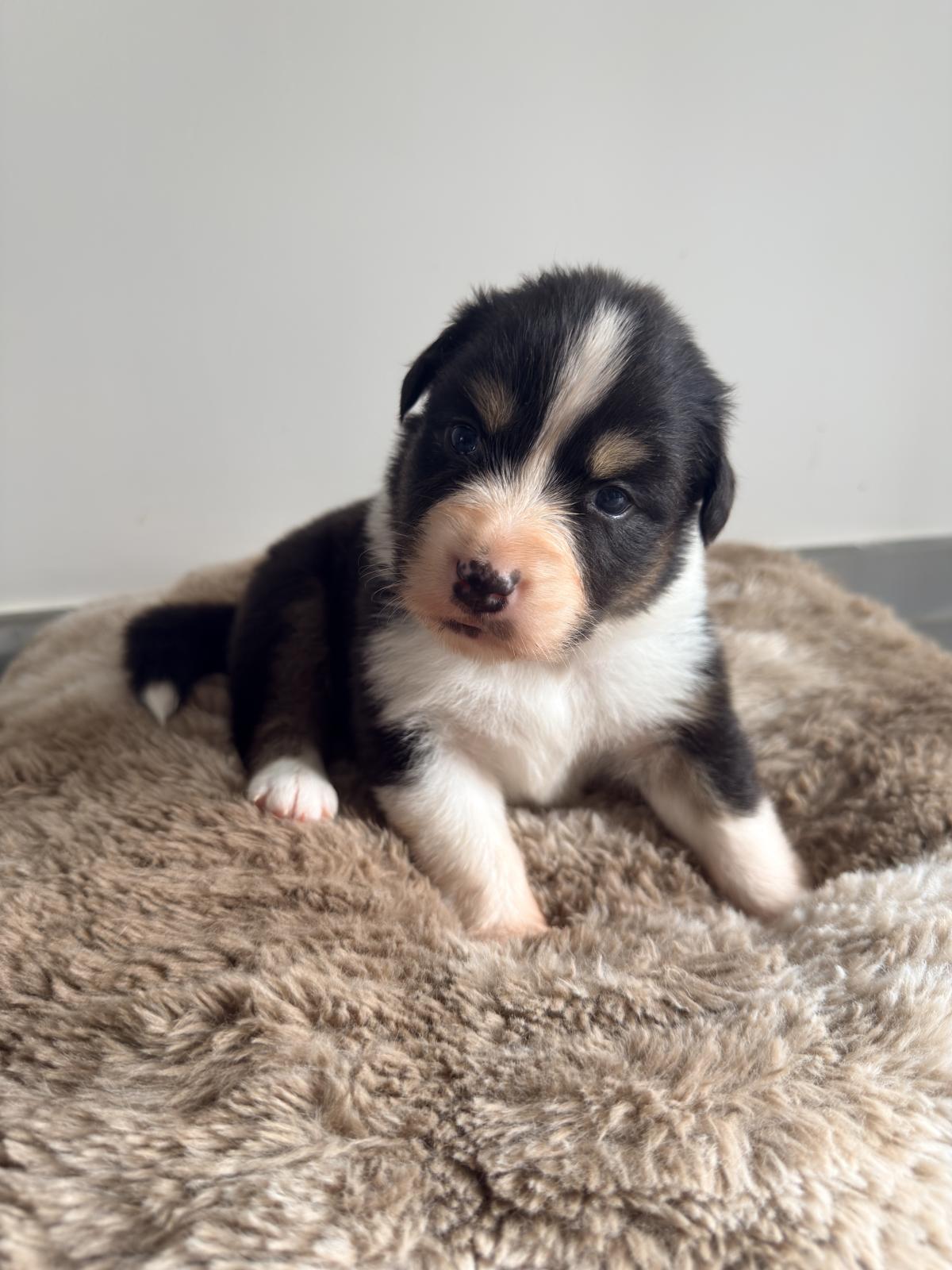 Athena, Chiot Berger Australien LOF