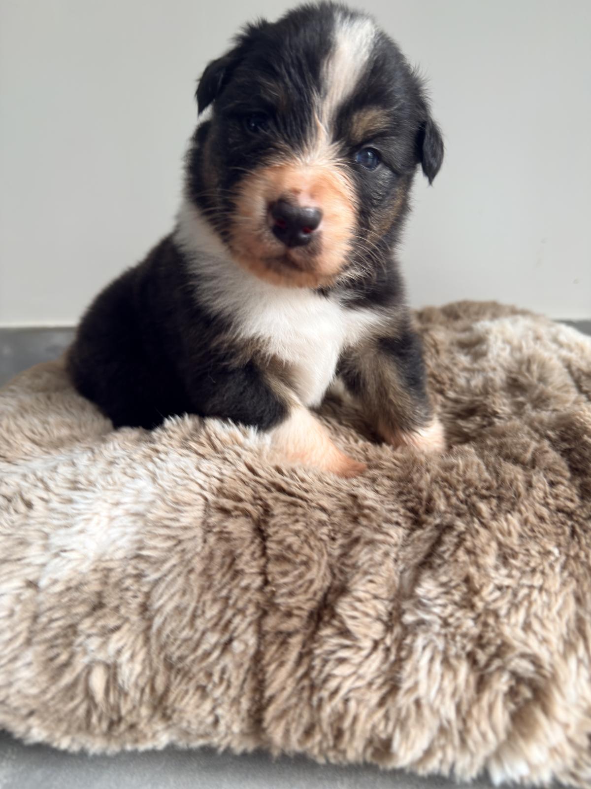 Anubis, Chiot Berger Australien LOF