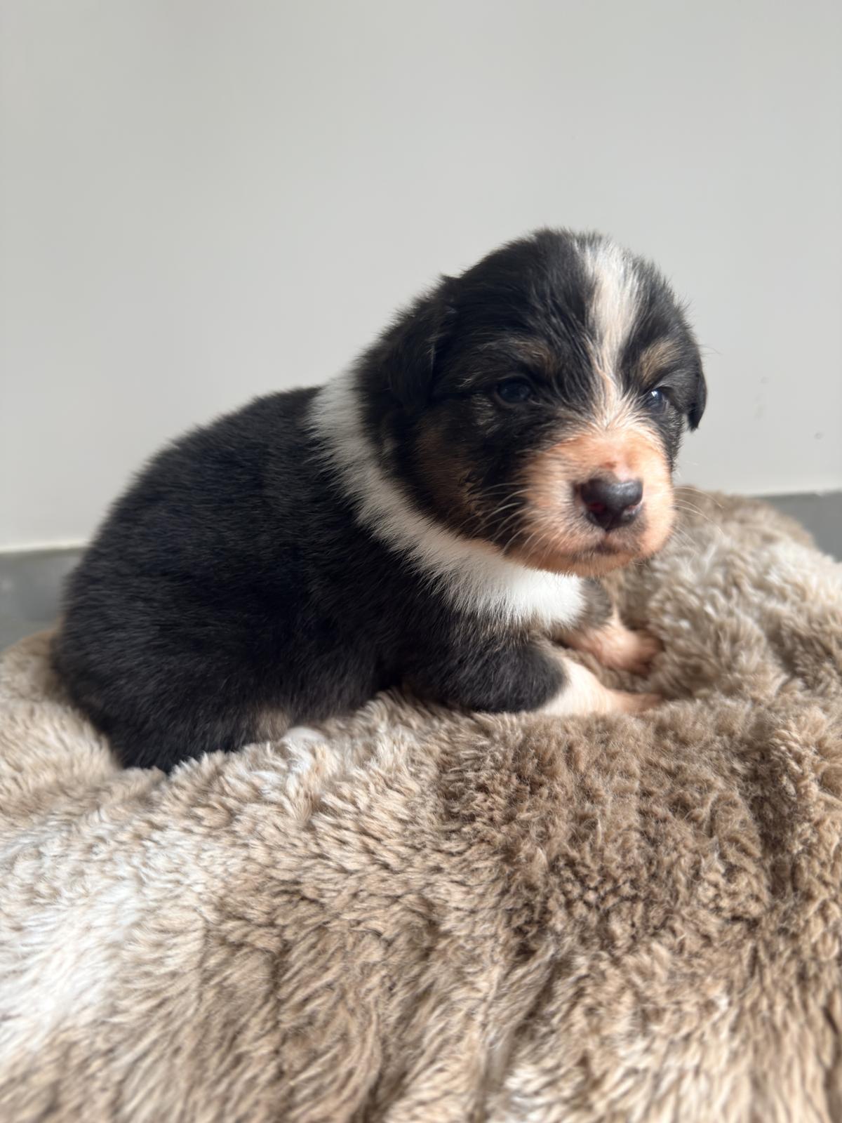 Anubis, Chiot Berger Australien LOF