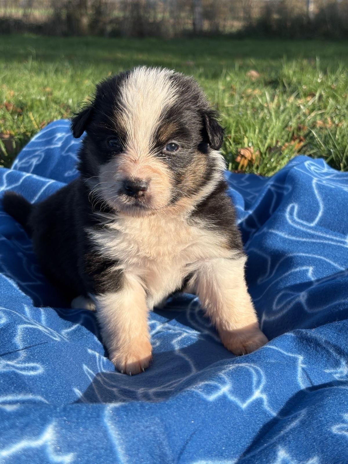 chiot berger australien à vendre