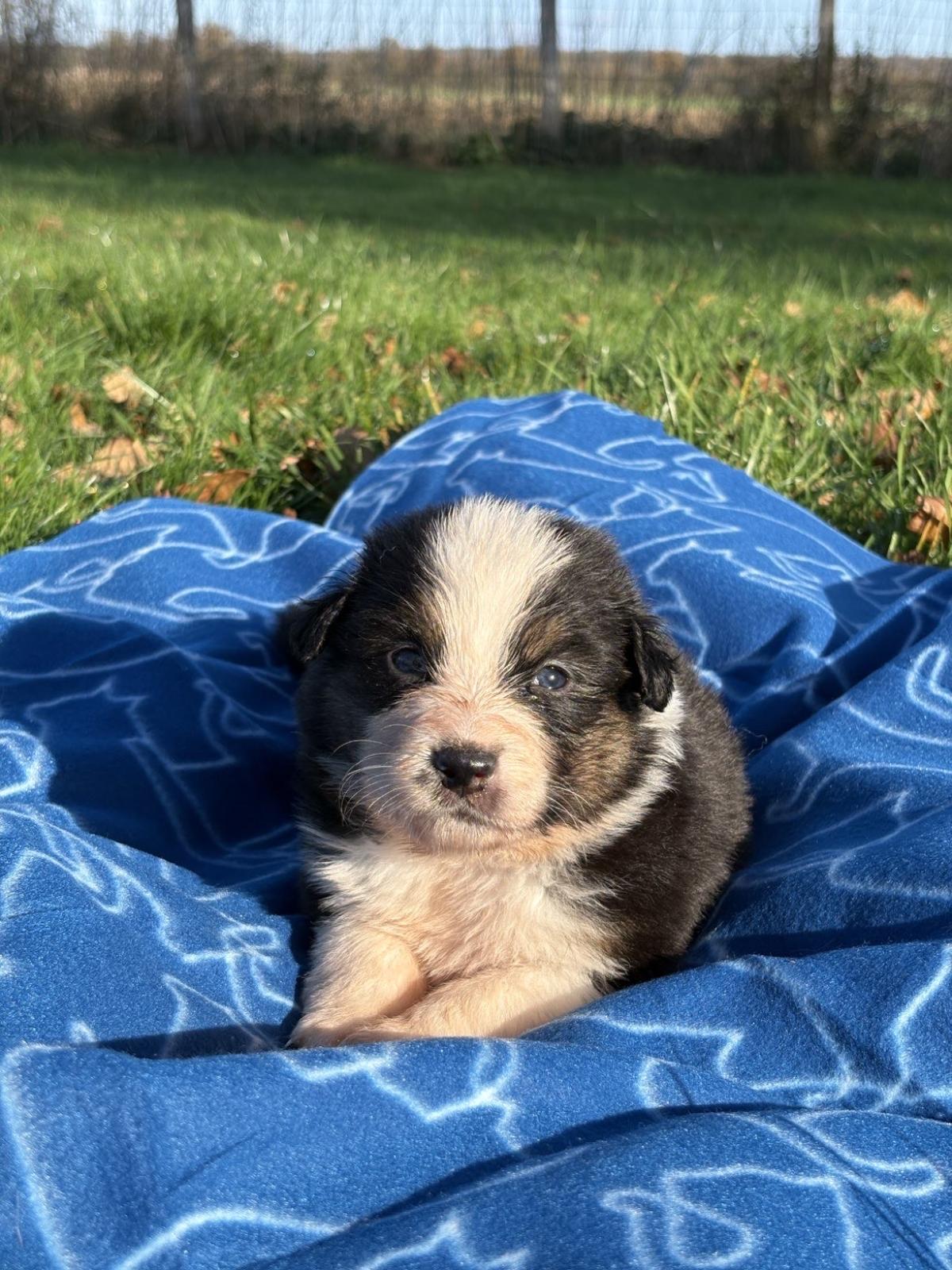 chiot berger australien à vendre