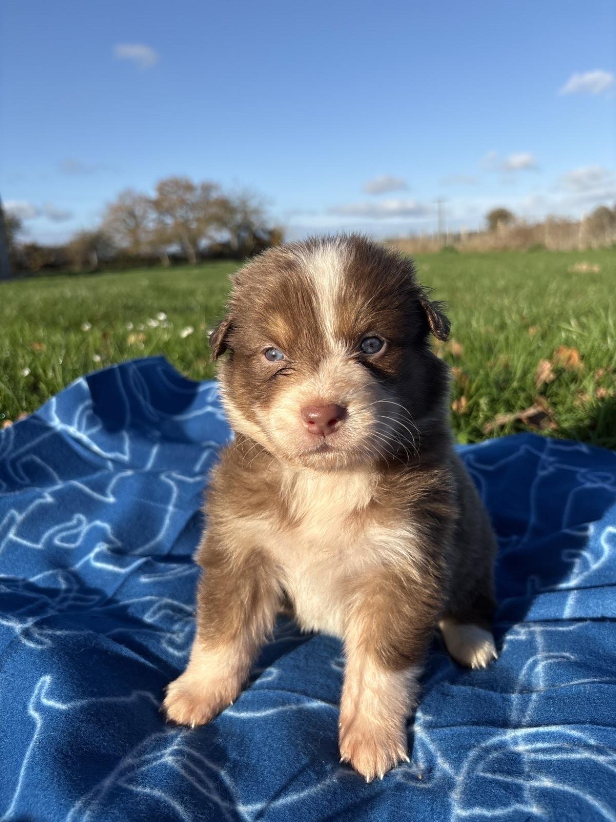 chiot berger australien à vendre