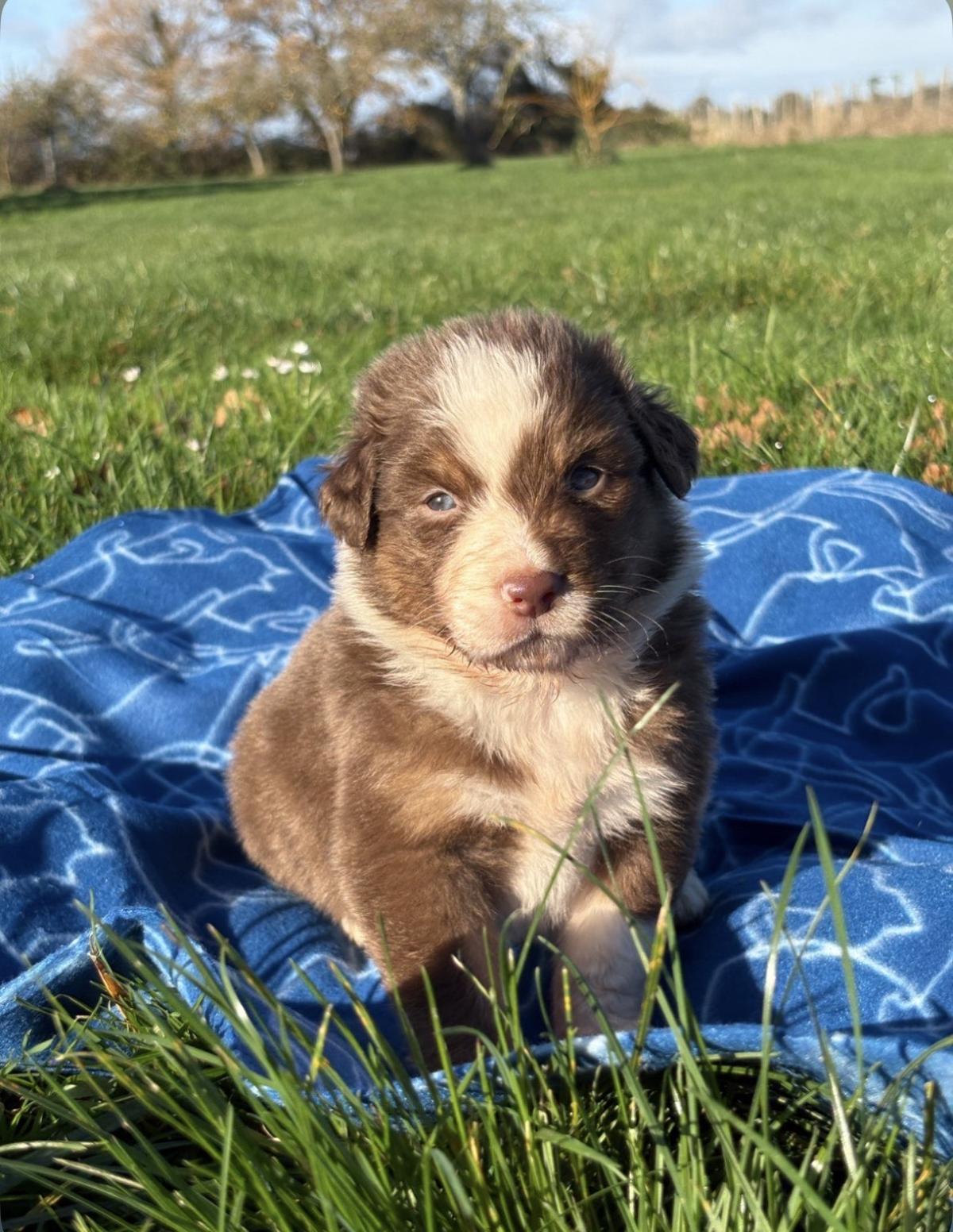 chiot berger australien à vendre