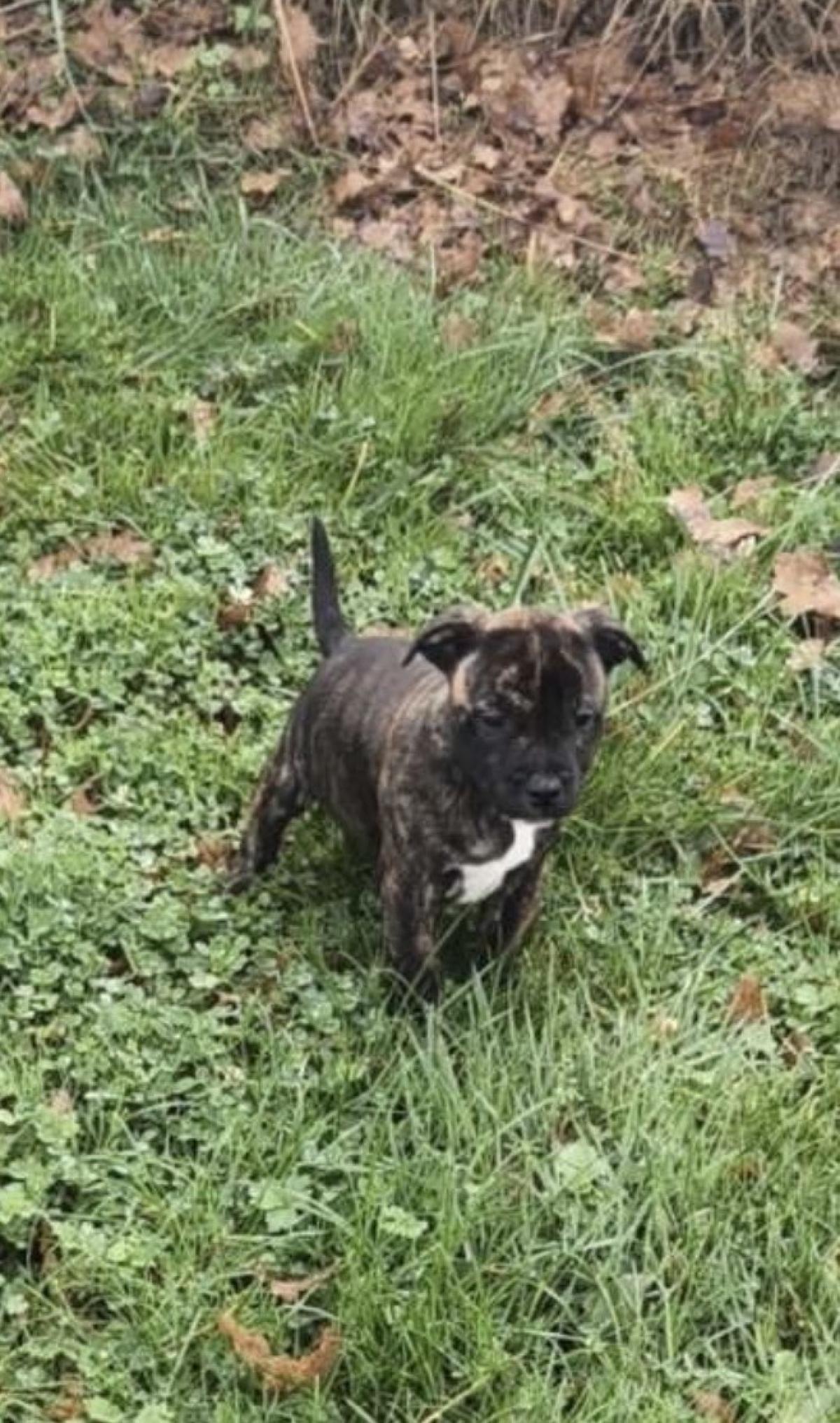 chiot staffordshire bull terrier