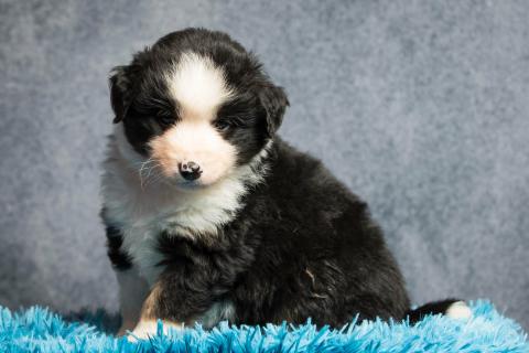 Photo de chiot de race Berger américain miniature