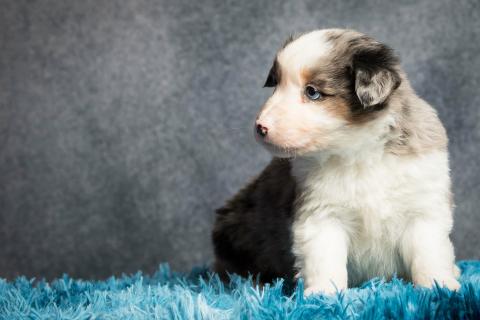 Photo de chiot de race Berger américain miniature