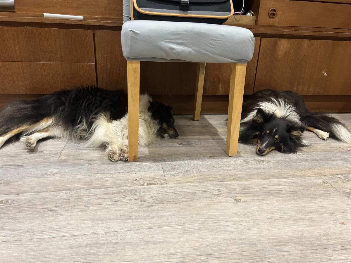 Verso Berger des shetlands male