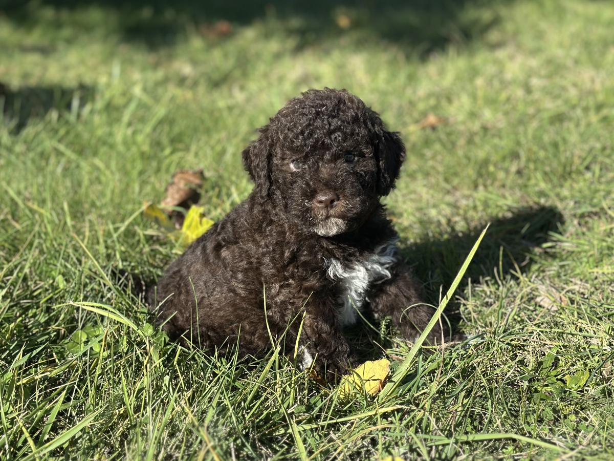 Aron [réservé] chiot Lagotto Romagnolo