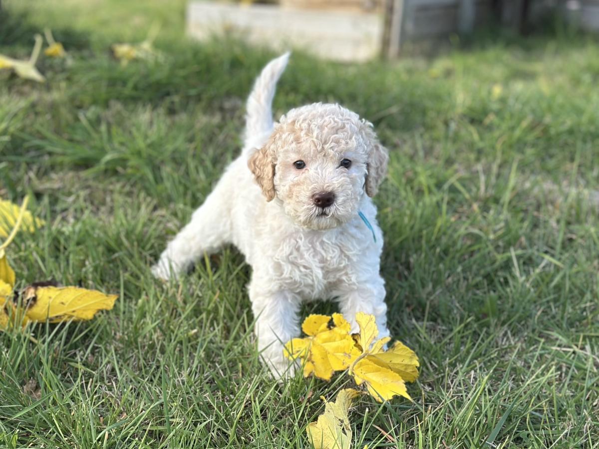 Amo [réservé] chiot Lagotto Romagnolo