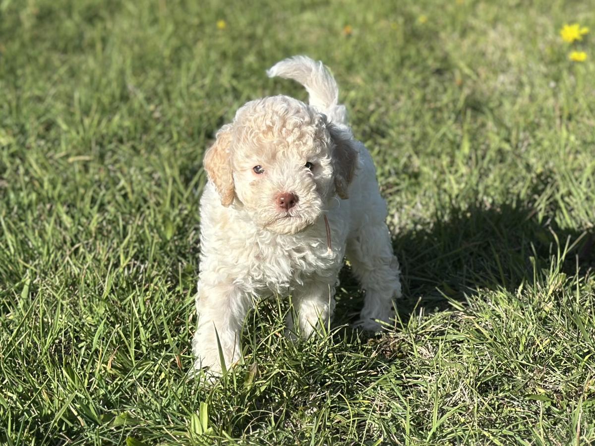 Anka [disponible] chiot Lagotto Romagnolo