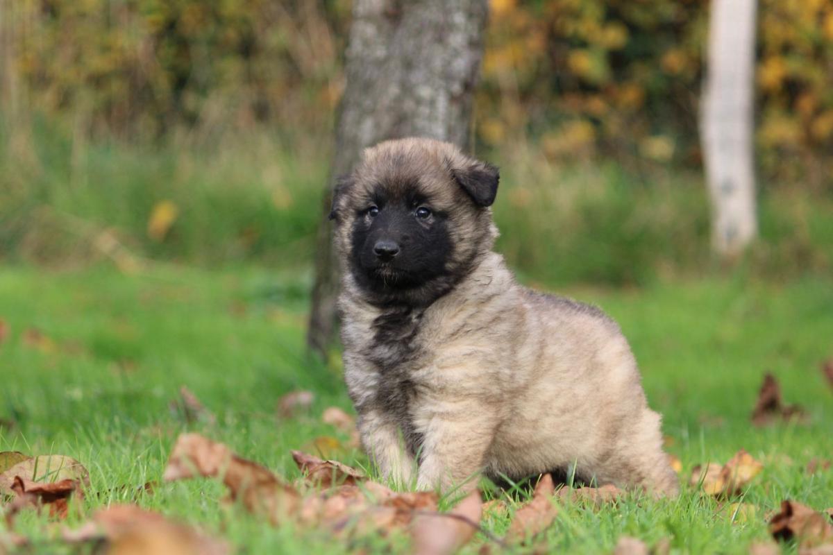 Chiot berger belge tervueren
