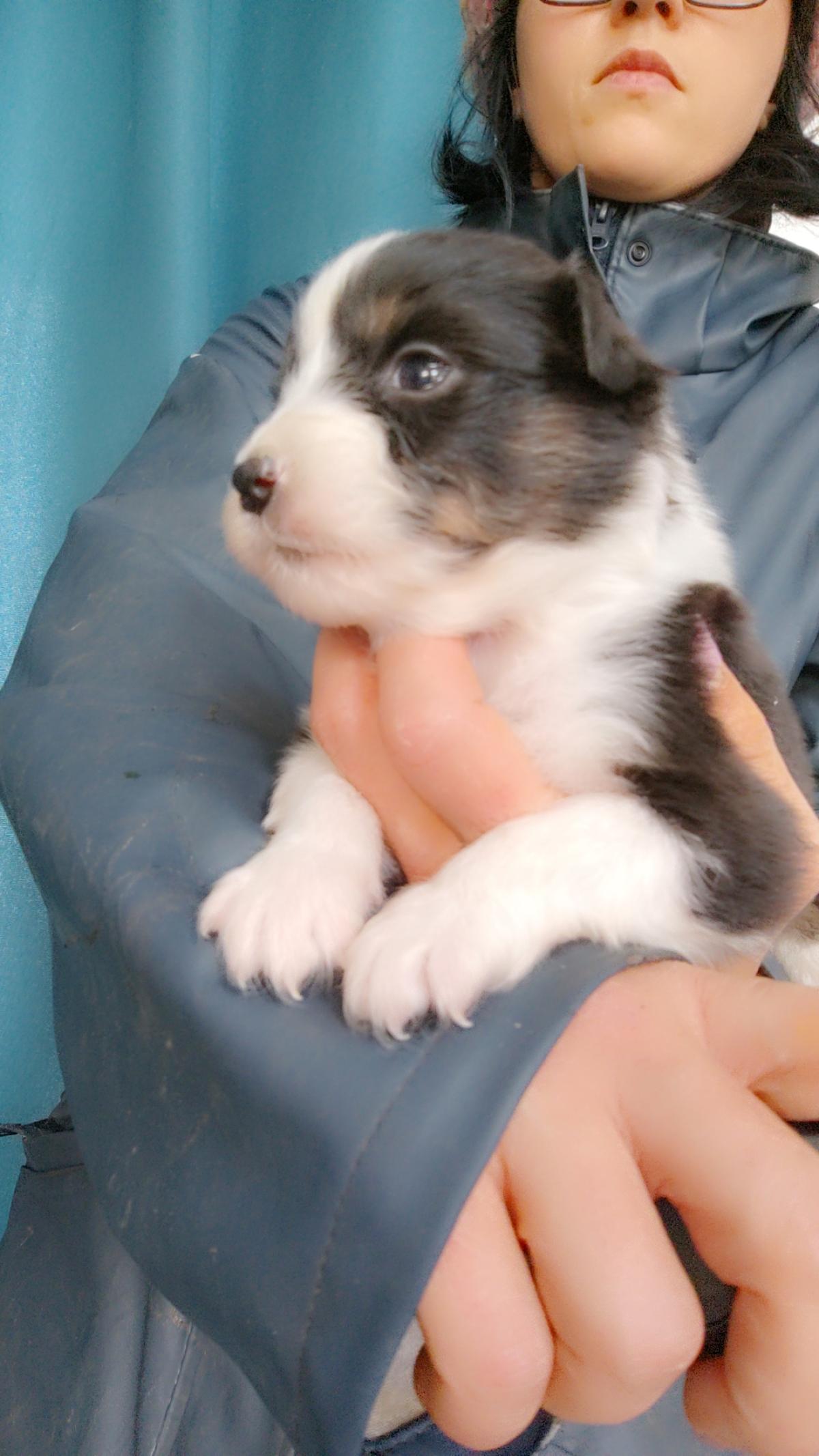 Berger australien Lof noir tricolore