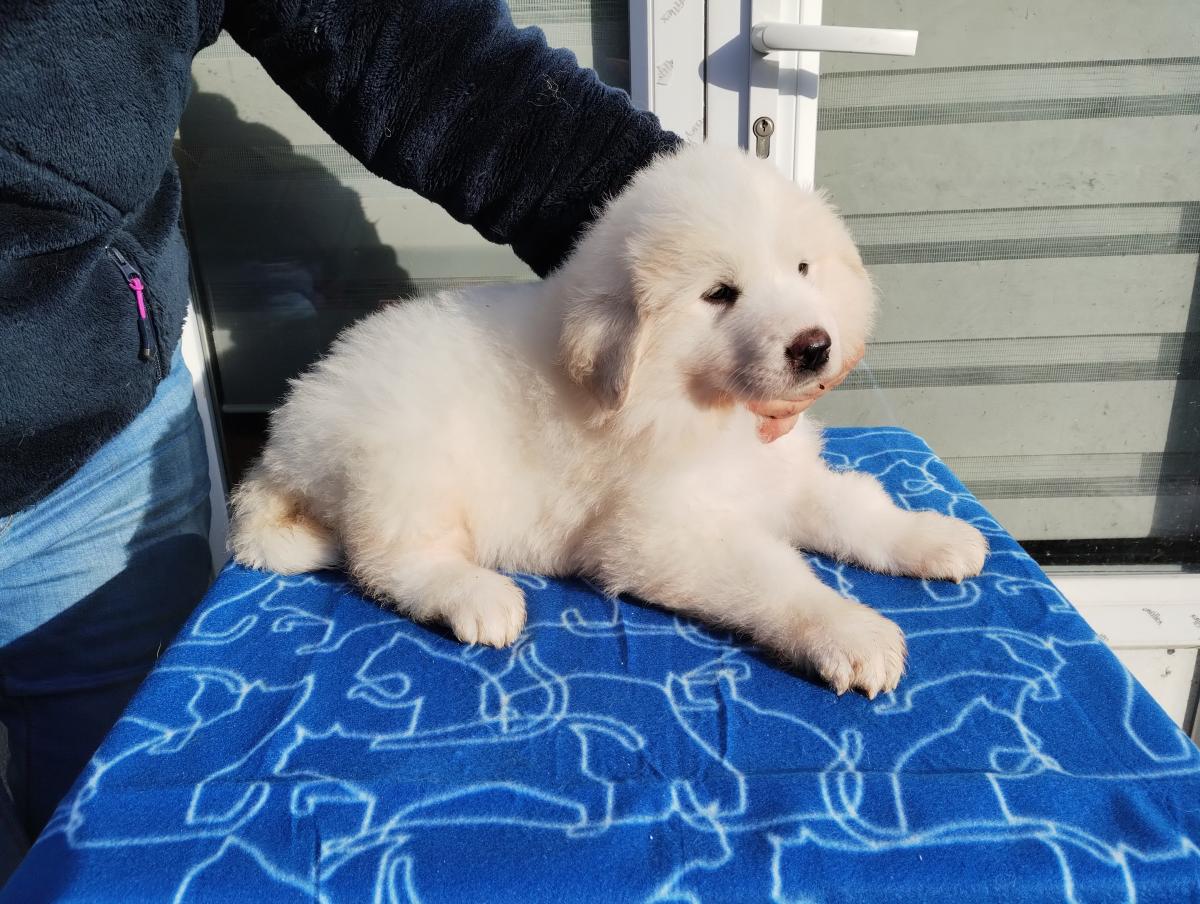 Magnifique femelle collier orange