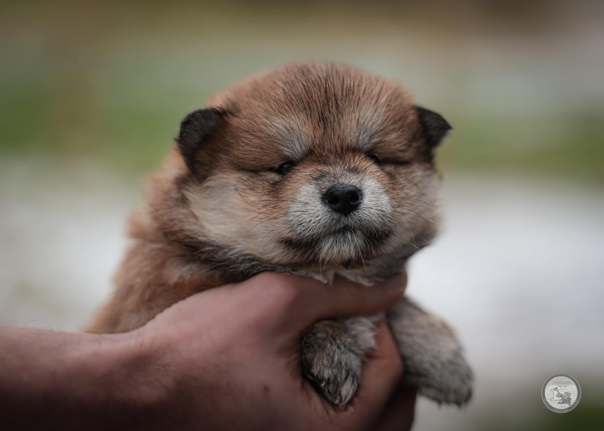 Femelle Shiba rousse Lof et Nippo