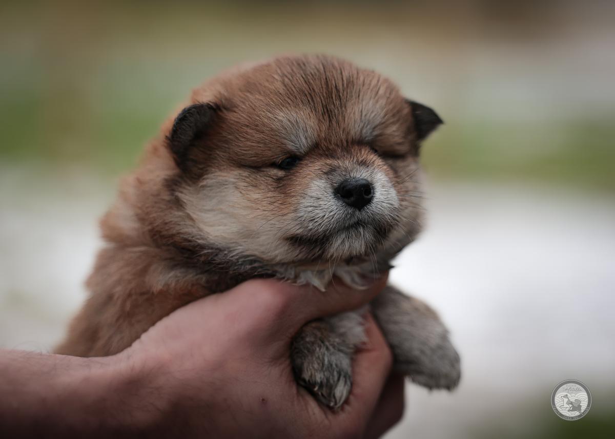 Femelle Shiba rousse Lof et Nippo