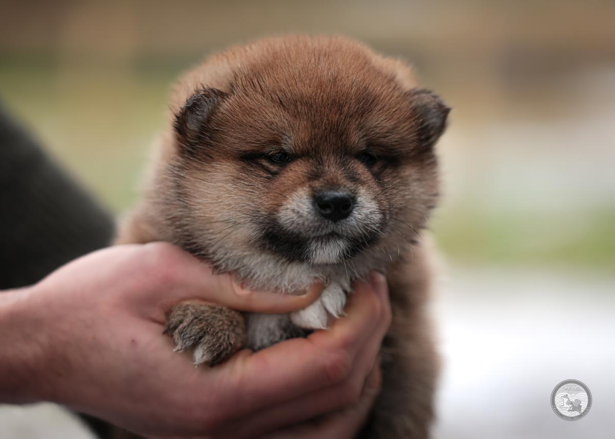 Mâle Shiba Inu Roux Lof et Nippo