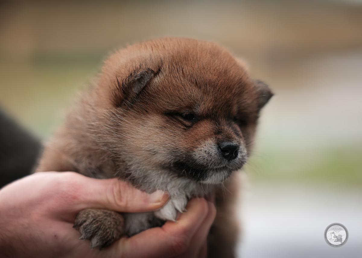Mâle Shiba Inu Roux Lof et Nippo