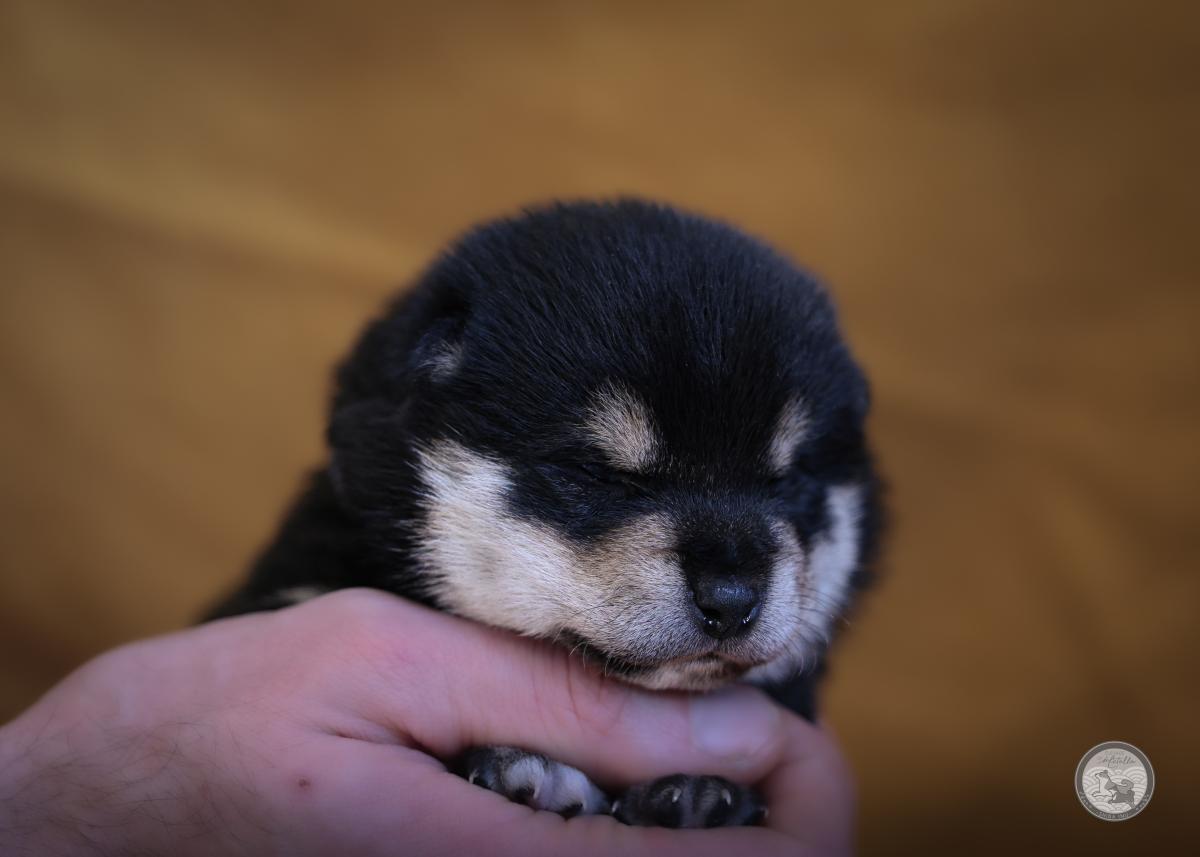 Mâle Shiba Inu noir et feu Lof et Nippo