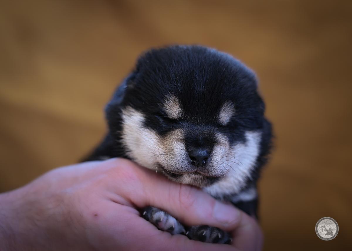 Mâle Shiba Inu noir et feu Lof et Nippo