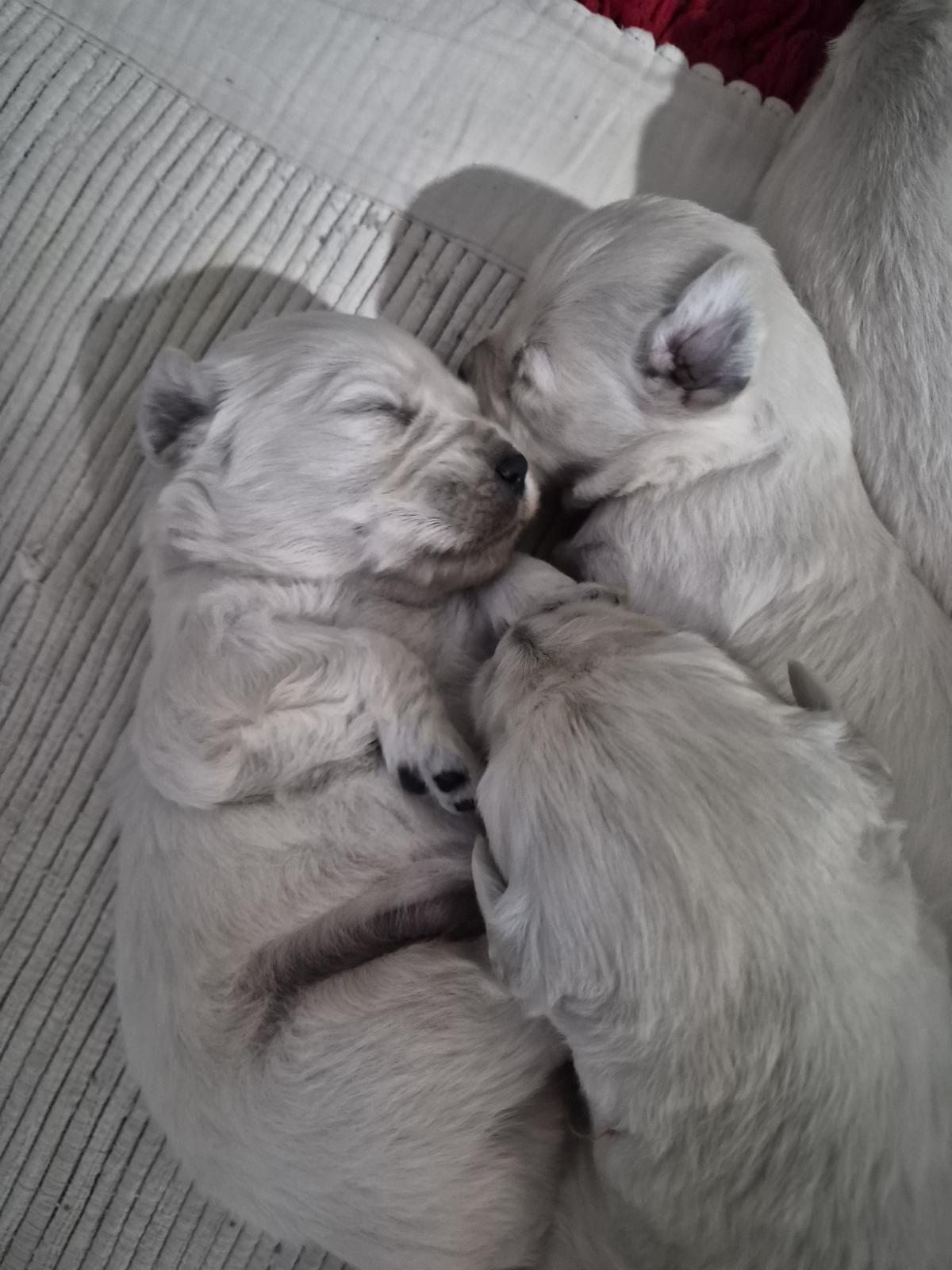 GOLDEN RETRIEVER LOF -MALES BLANC