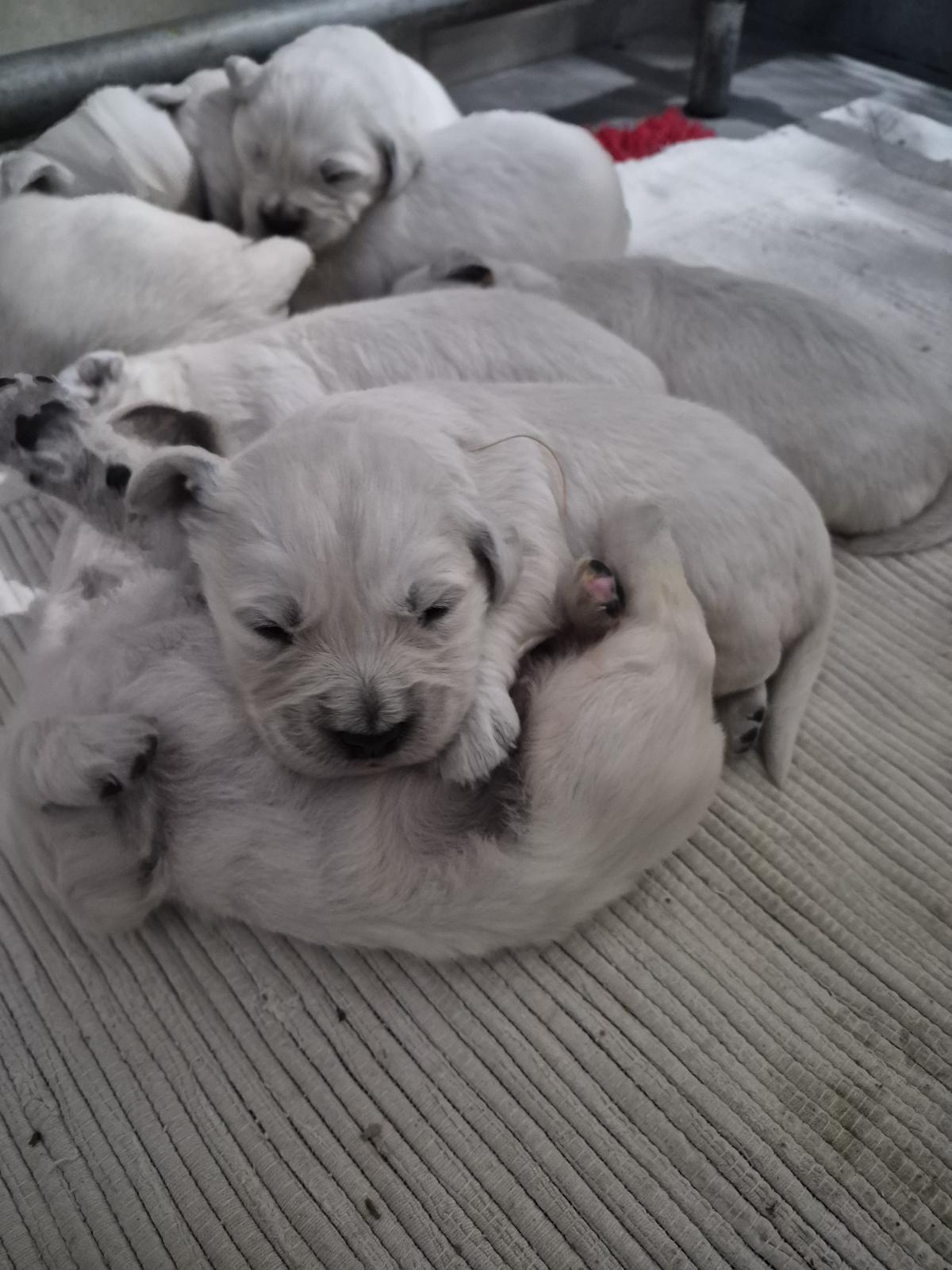 GOLDEN RETRIEVER LOF -MALES BLANC
