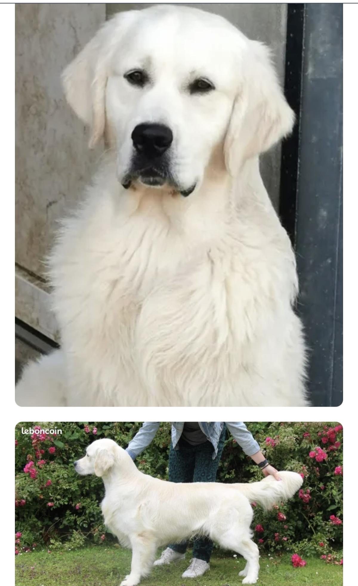 GOLDEN RETRIEVER LOF -MALES BLANC