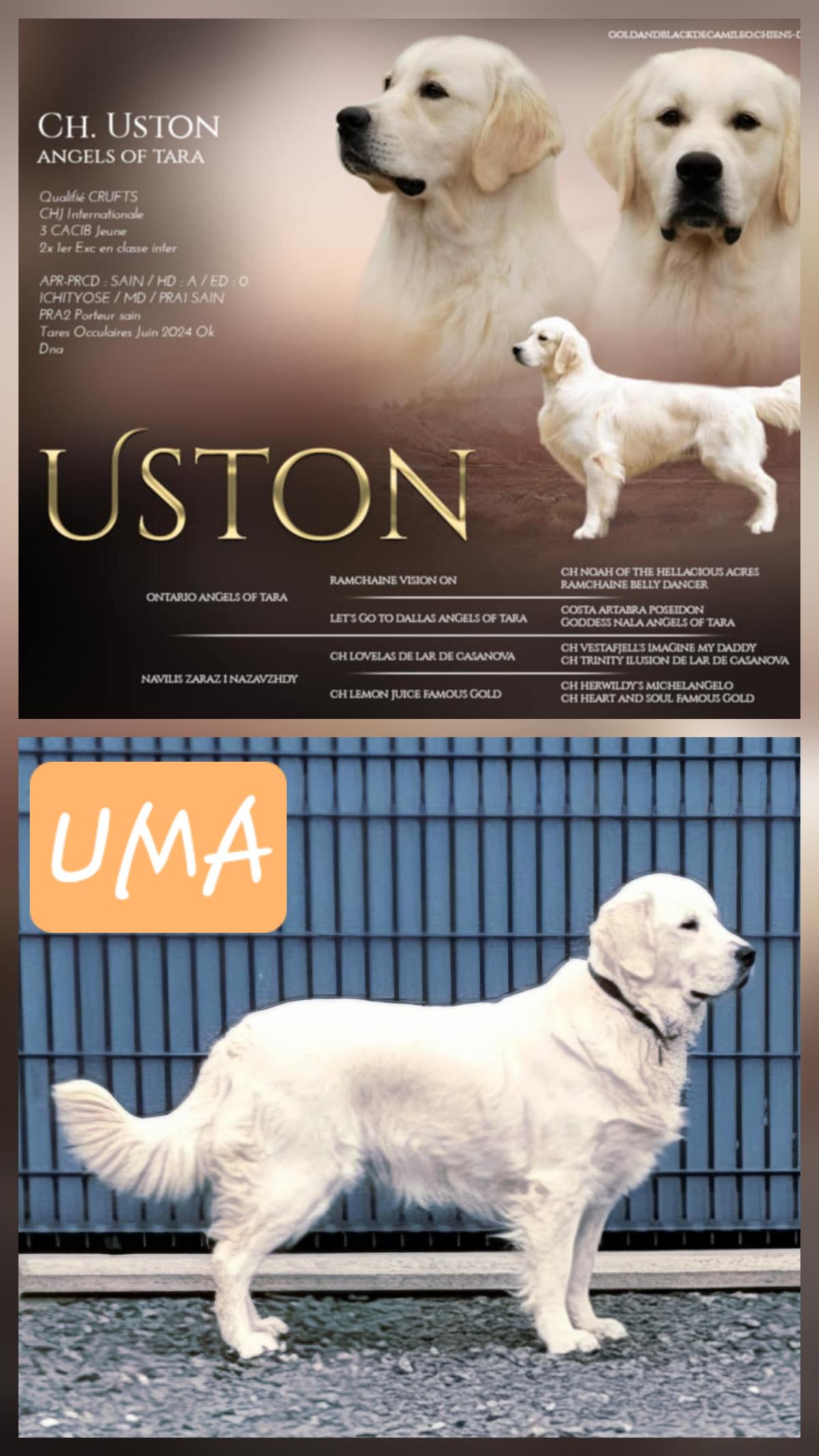 GOLDEN RETRIEVER LOF -MALES BLANC