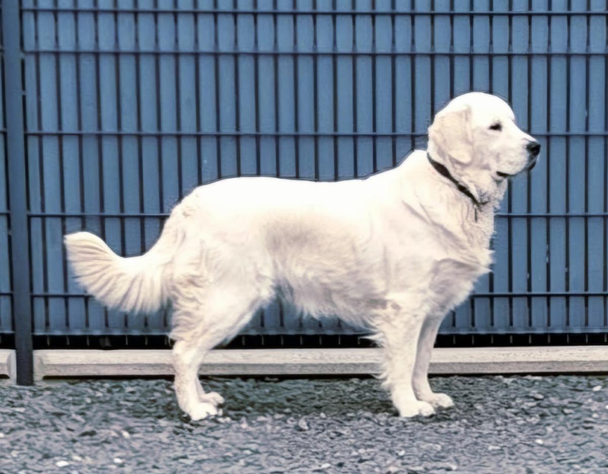 GOLDEN RETRIEVER LOF -MALES BLANC