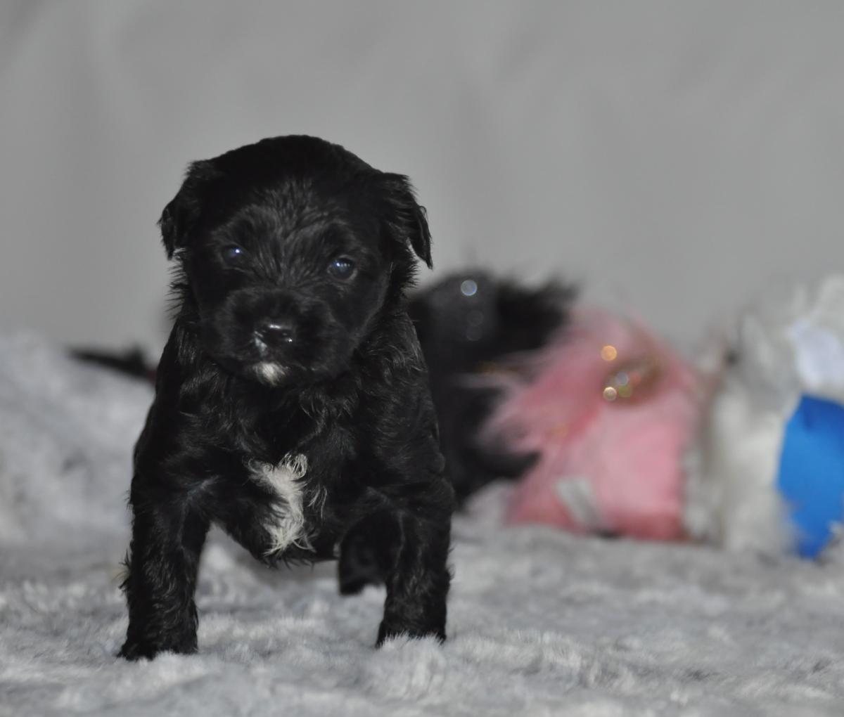 terrier tibétain LOF mâle