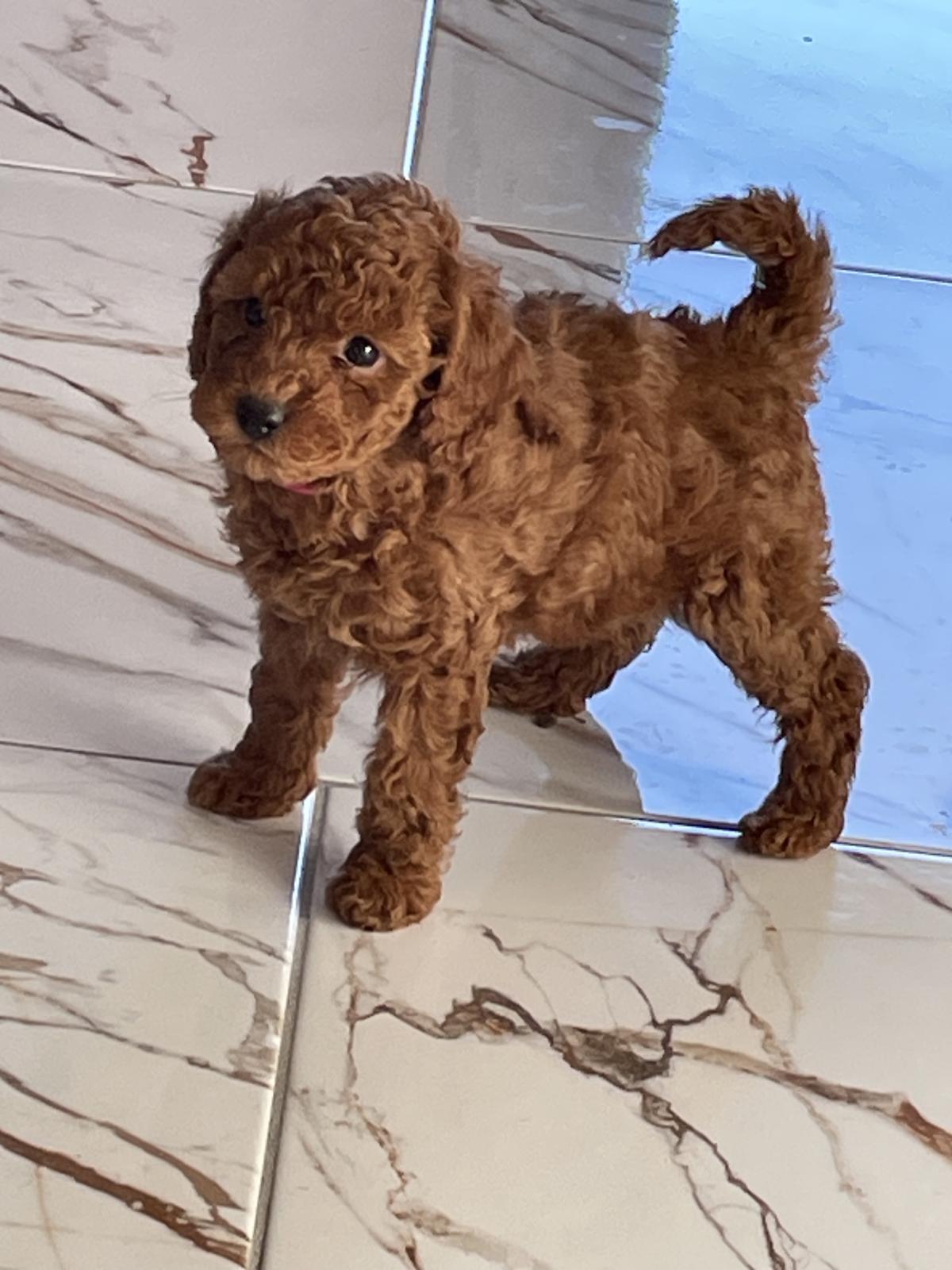 Magnifique petite femelle caniche