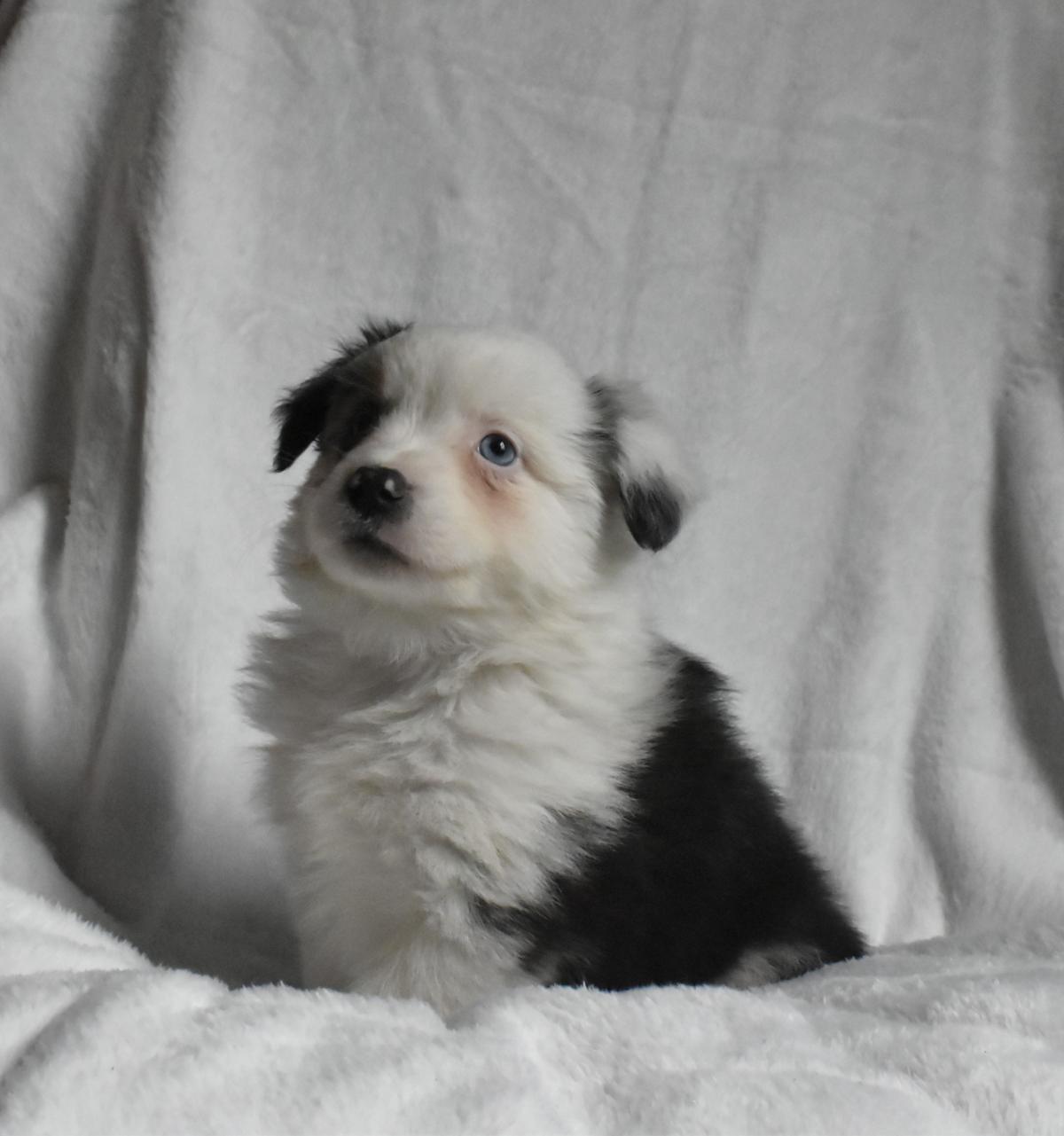 Chiot berger américain mâle bleu merle