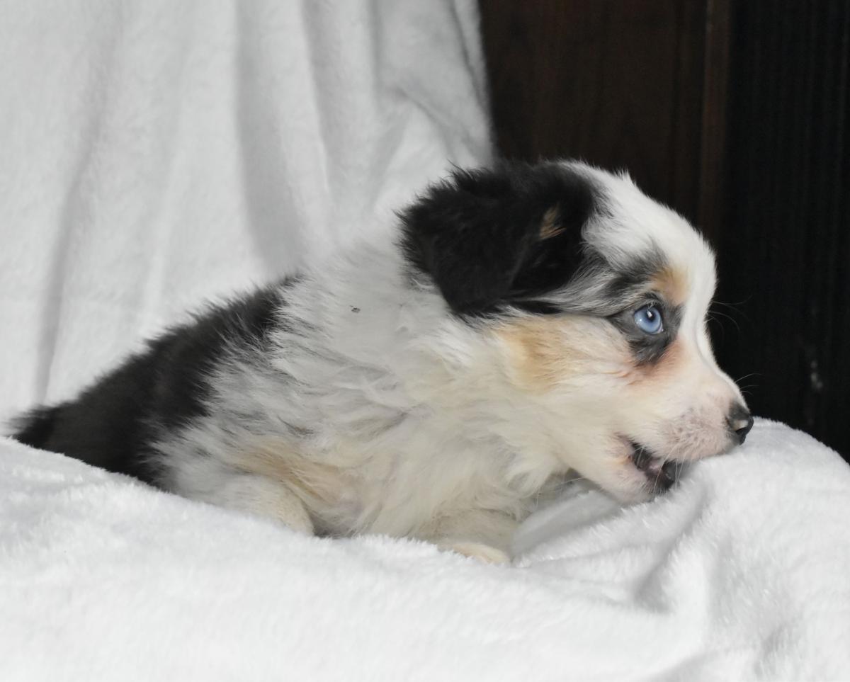 Chiot berger américain mâle bleu merle